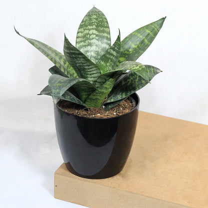 Buy Dwarf Green Snake Plant Online at Lalitenterprise