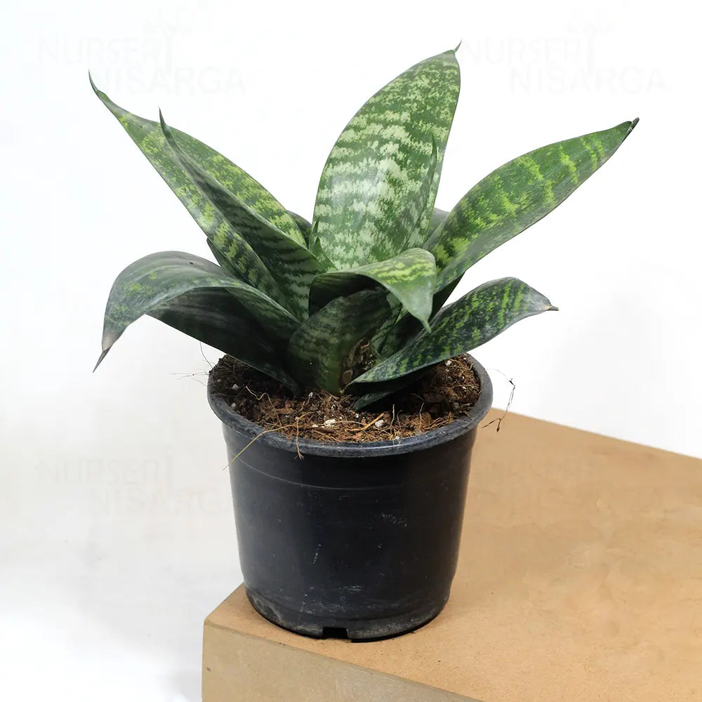Buy Dwarf Green Snake Plant Online at Lalitenterprise