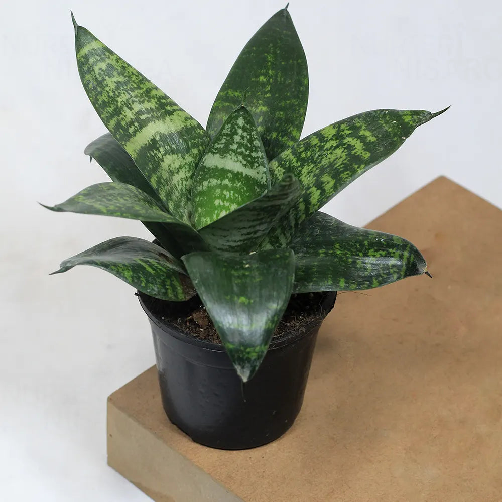 Buy Dwarf Green Snake Plant Online at Lalitenterprise
