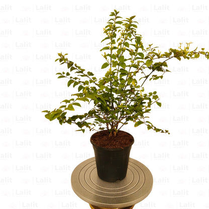 Buy Dwarf Jasmine Online at Lalitenterprise
