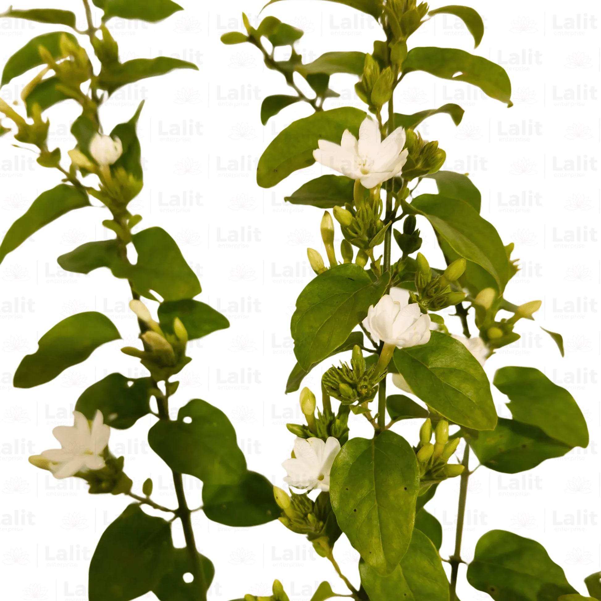 Buy Dwarf Jasmine Online at Lalitenterprise
