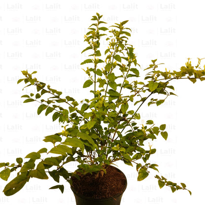 Buy Dwarf Jasmine Online at Lalitenterprise