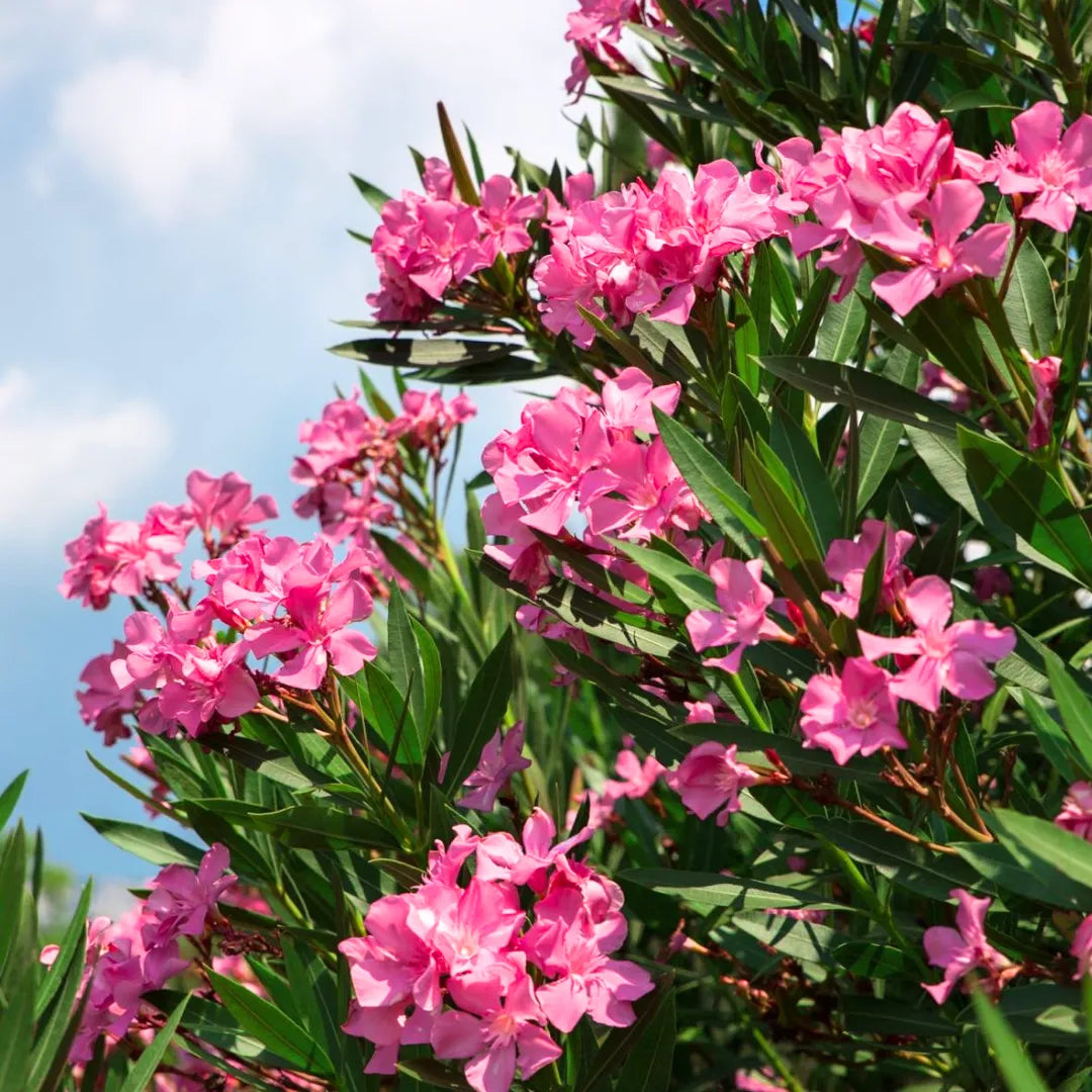 Buy Nerium Oleander "Dwarf Kaner" - Plant Online at Lalitenterprise