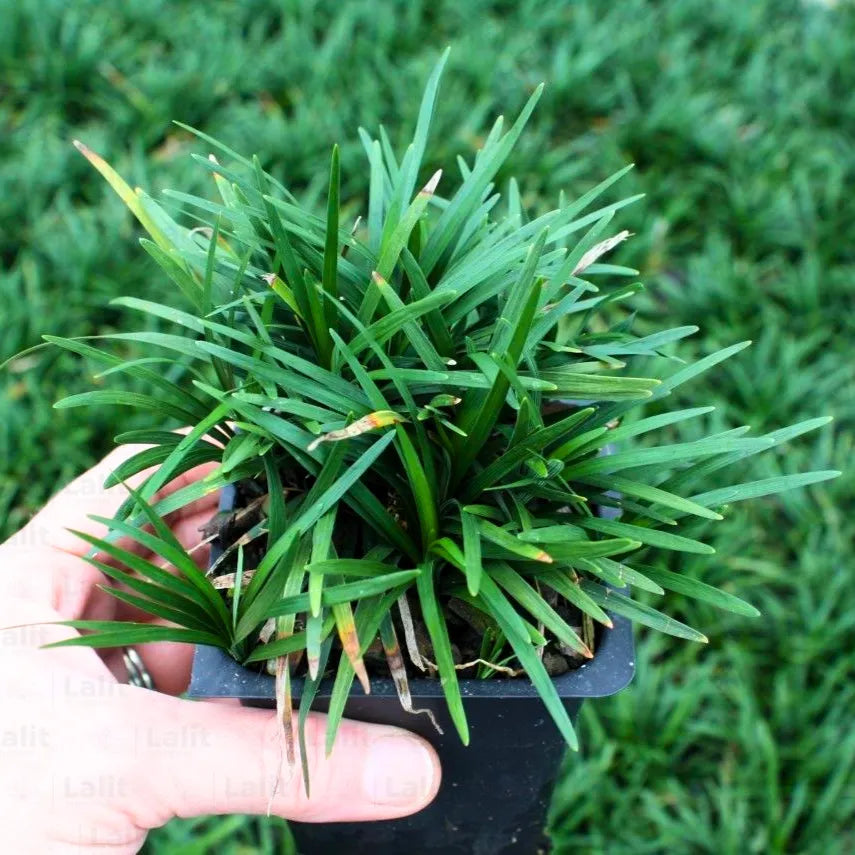 Buy Dwarf Mondo Grass (Ophiopogon Japonicus) - Plant Online at Lalitenterprise