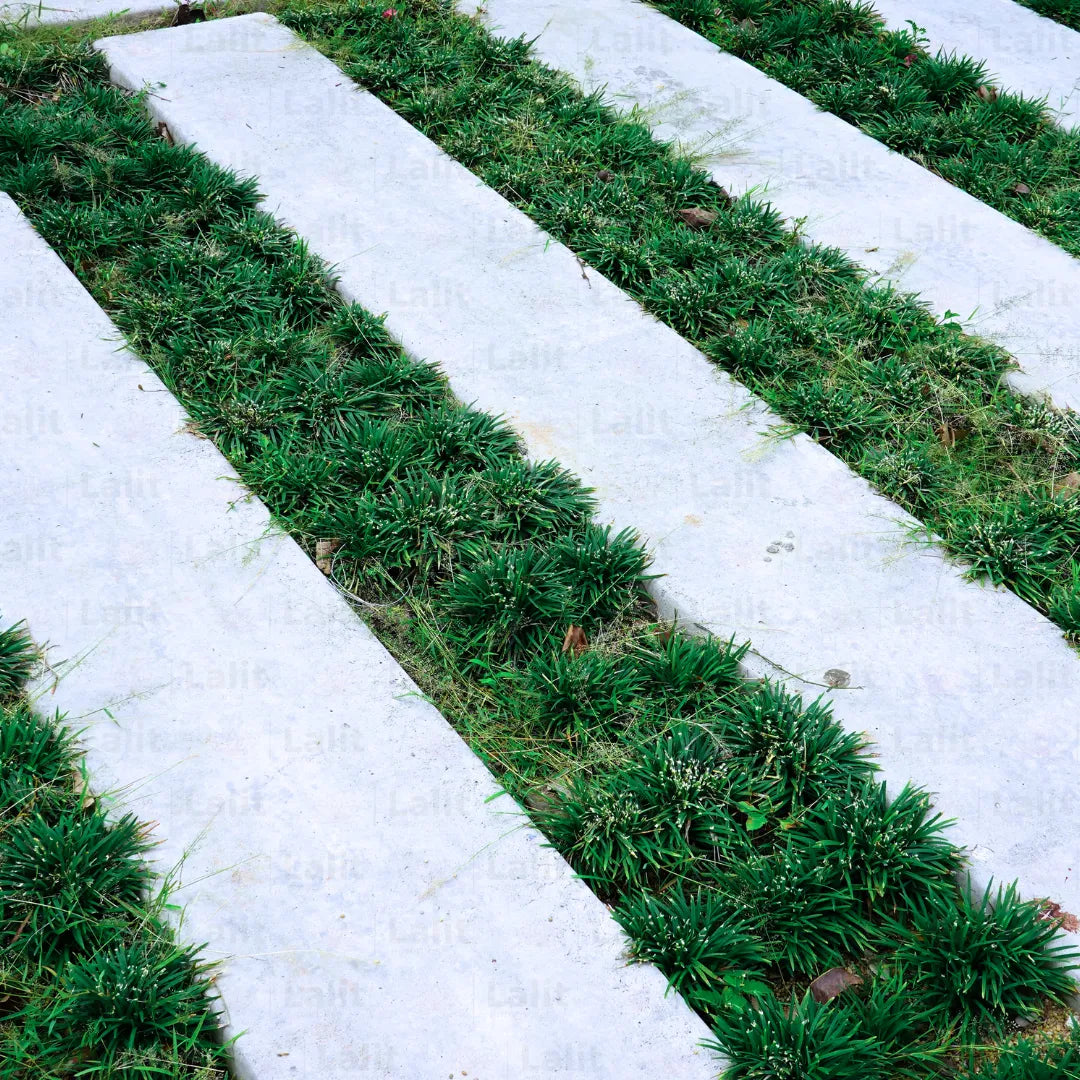 Buy Dwarf Mondo Grass - Plant Online at Lalitenterprise