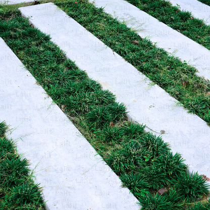 Buy Dwarf Mondo Grass - Plant Online at Lalitenterprise
