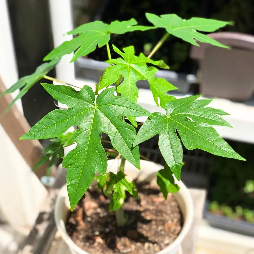 Buy Dwarf Papaya (Carica Papaya) - Plant Online at Lalitenterprise