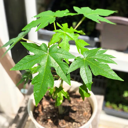 Buy Dwarf Papaya (Carica Papaya) - Plant Online at Lalitenterprise