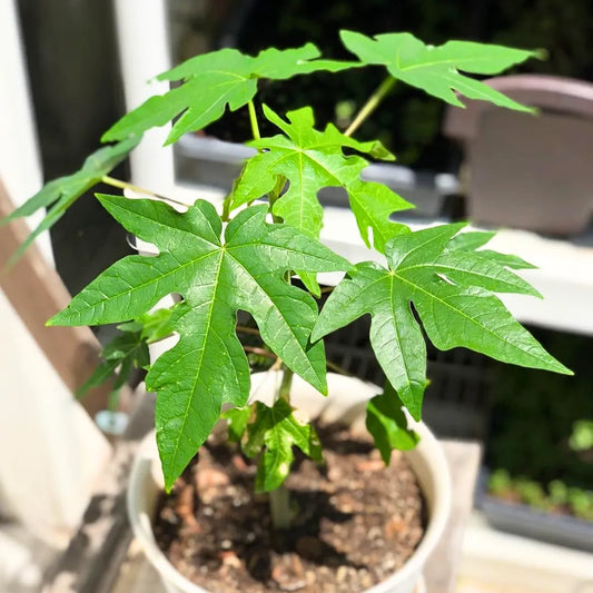 Buy Dwarf Papaya (Carica Papaya) - Plant Online at Lalitenterprise