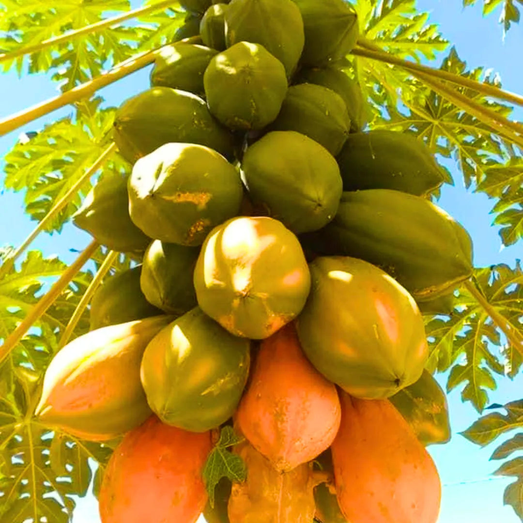 Buy Dwarf Carica Papaya - Plant Online at Lalitenterprise
