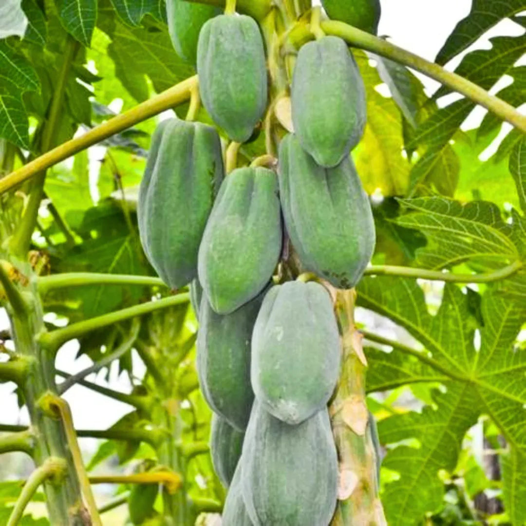 Buy Dwarf Papaya (Carica Papaya) - Plant Online at Lalitenterprise
