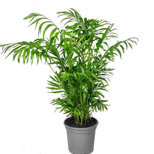 Buy Chamaedorea Elegans (Parlour Palm) "Dwarf" - Plant Online at Laliteterprise