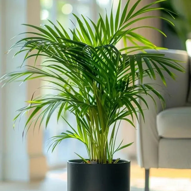 Buy Chamaedorea Elegans (Parlour Palm) "Dwarf" - Plant Online at Laliteterprise