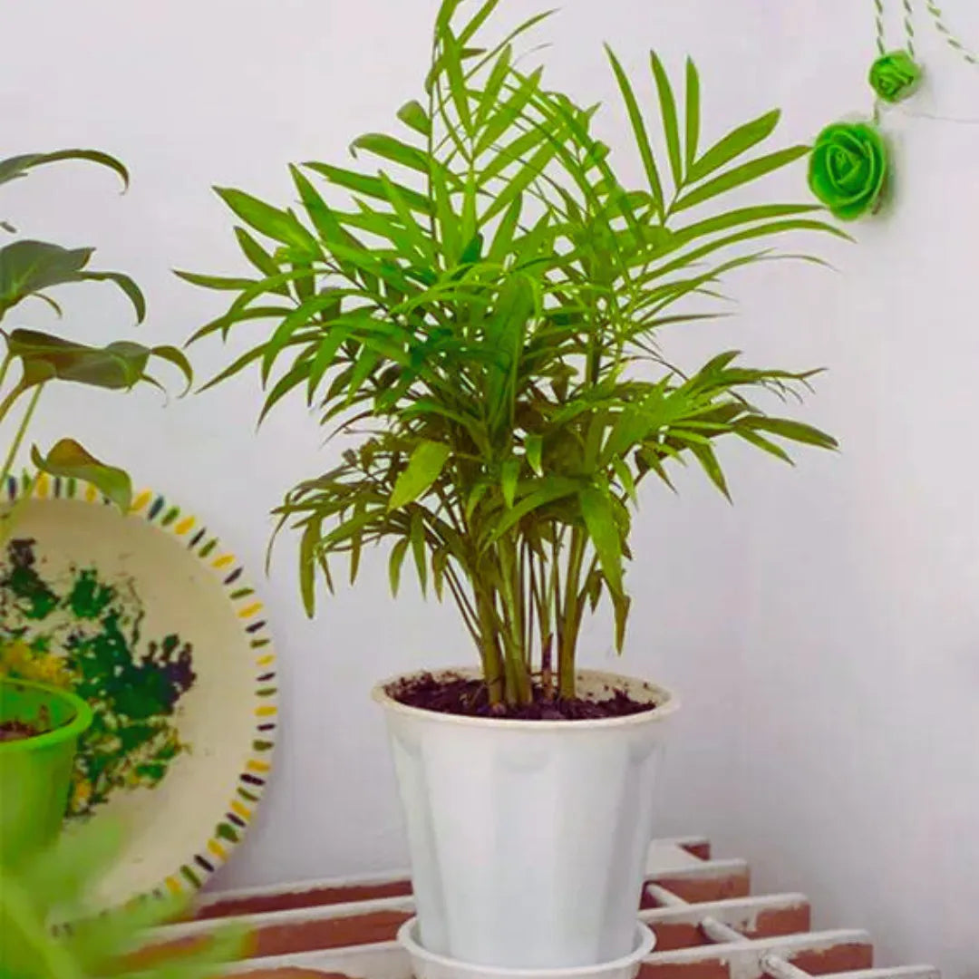 Buy Chamaedorea Elegans (Parlour Palm) "Dwarf" - Plant Online at Laliteterprise