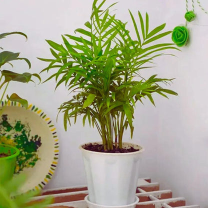 Buy Chamaedorea Elegans (Parlour Palm) "Dwarf" - Plant Online at Laliteterprise