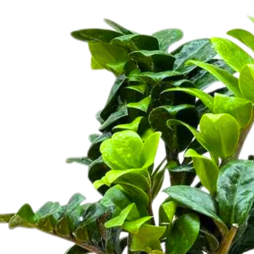 Buy Dwarf ZZ - Plant Online at Lalitenterprise