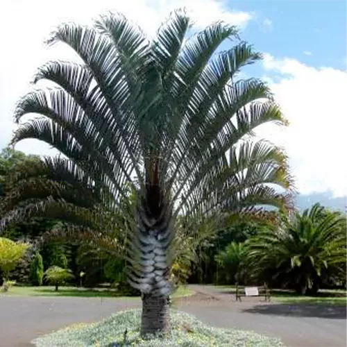 Buy Triangle Fishtail Palm Plant - Lalit Enterprise