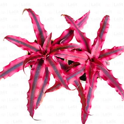 red star succulent Earth Star (Cryptanthus Bromeliad) Red