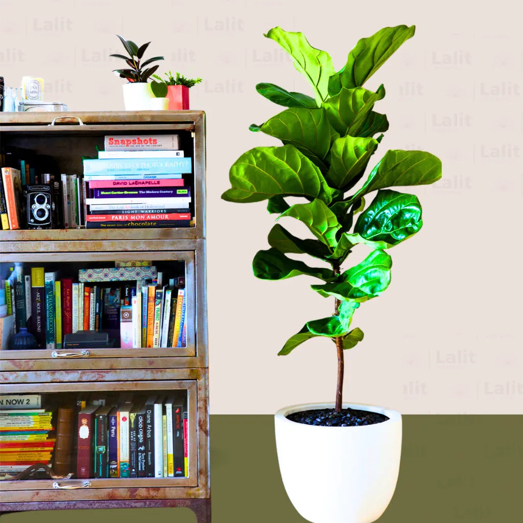 Buy Fiddle Leaf Fig - Plant Online at Lalitenterprise