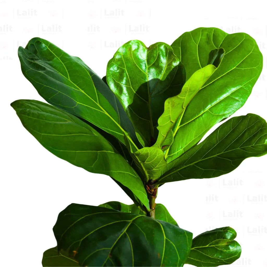 Buy Ficus Lyrata - Plant Online at Lalitenterprise