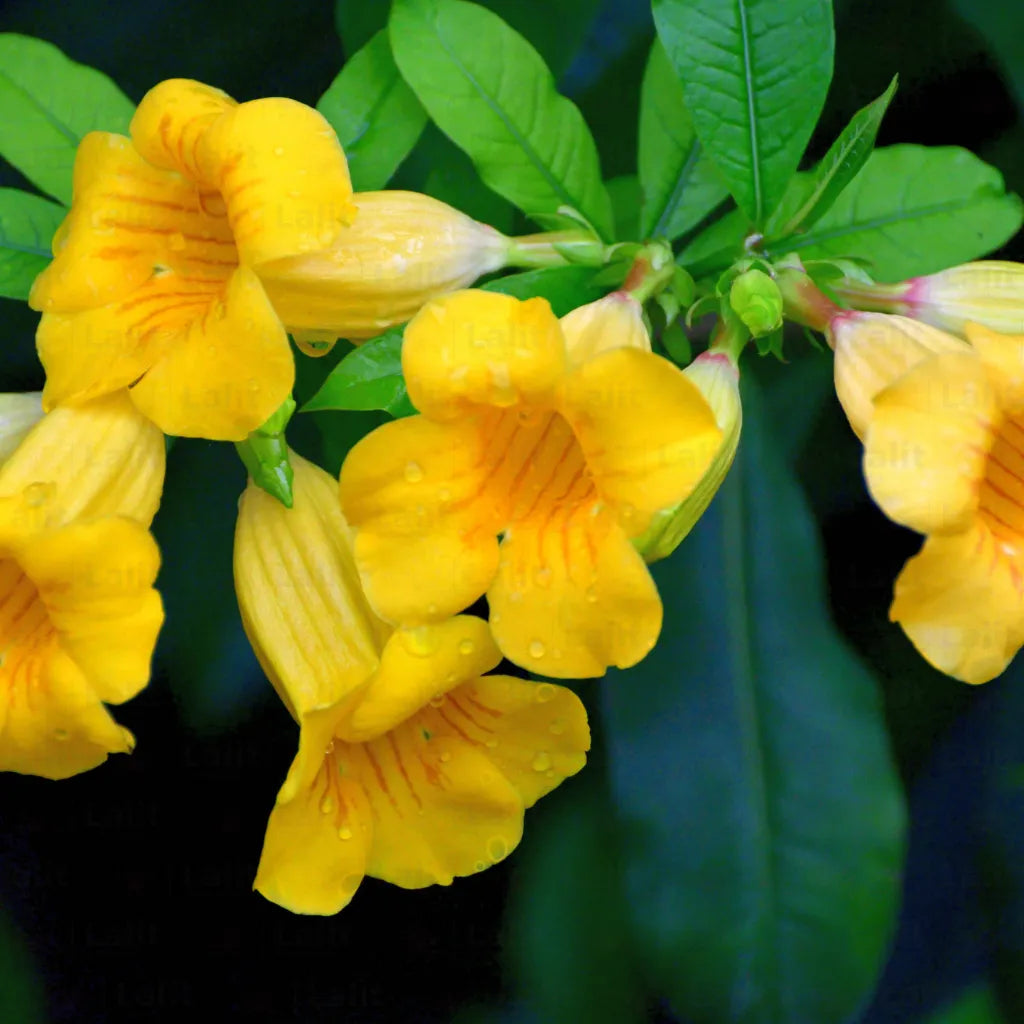 Buy Dwarf Allamanda "yellow" Bush  –  Plant Online at Lalitenterprise