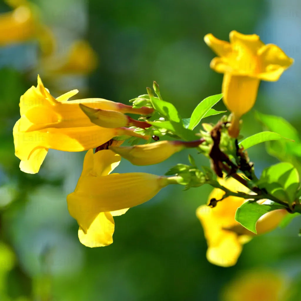 Buy Dwarf Allamanda "yellow" Bush (Pentalinon Luteum) – Plant Online at Lalitenterprise