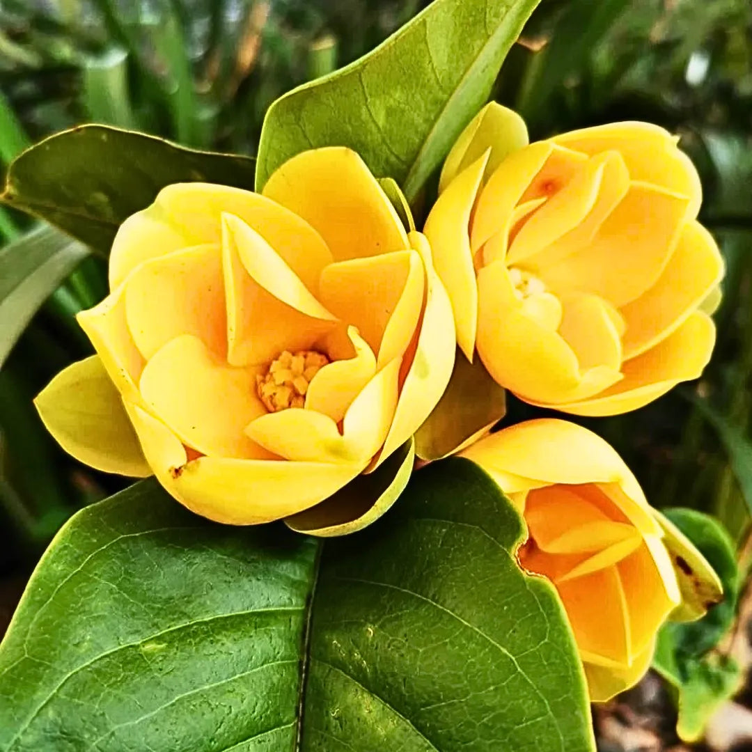 Buy Egg Champa "Yellow" Grafted (Magnolia Liliifera) - Plant Online at Lalitenterprise