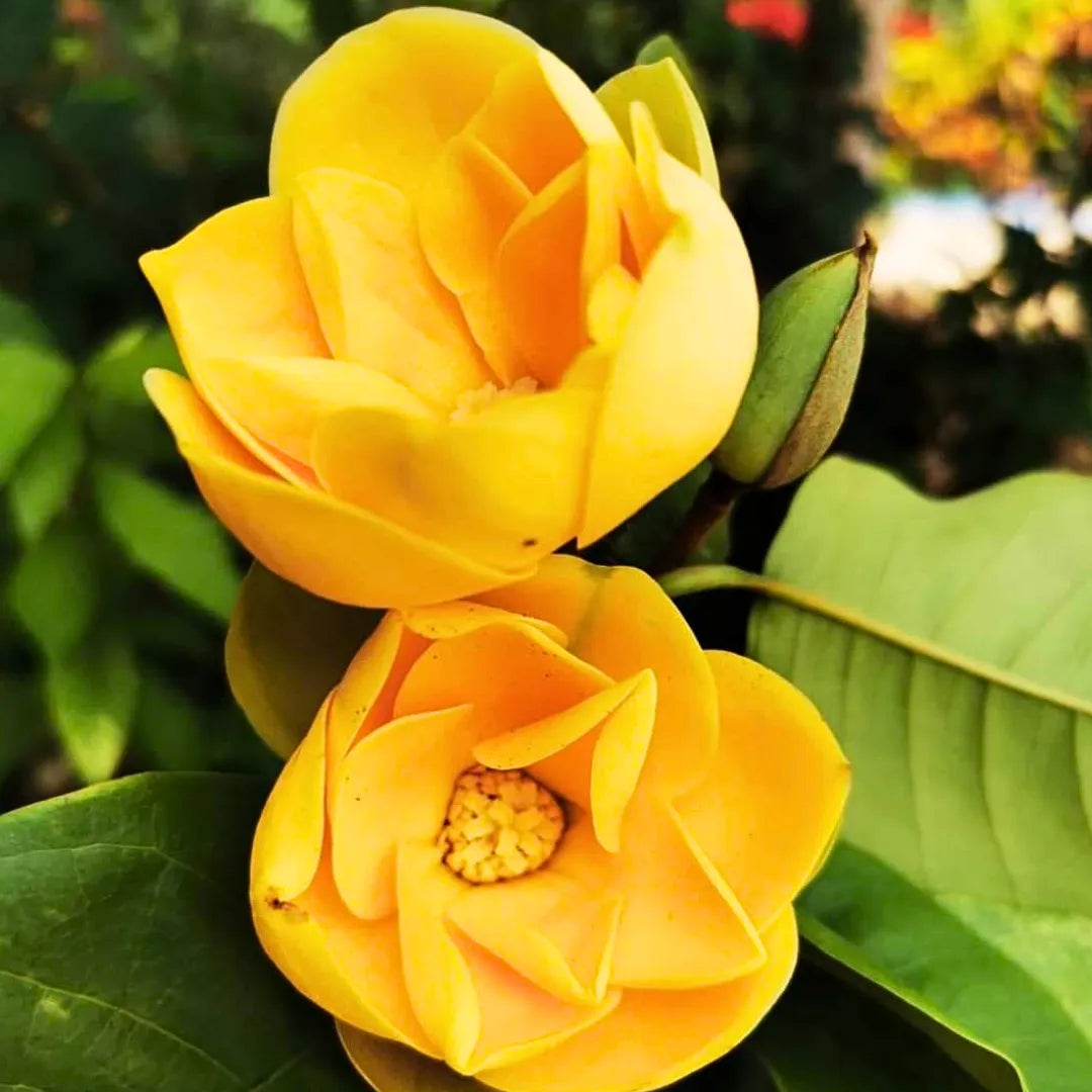 Buy Egg Champa "Yellow" Grafted (Magnolia Liliifera) - Plant Online at Lalitenterprise