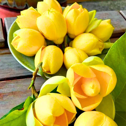 Buy Egg Champa "Yellow" Grafted (Magnolia Liliifera) - Plant Online at Lalitenterprise