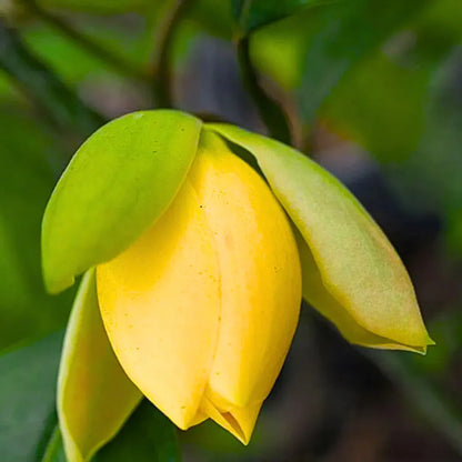 Buy Egg Champa "Yellow" Grafted (Magnolia Liliifera) - Plant Online at Lalitenterprise