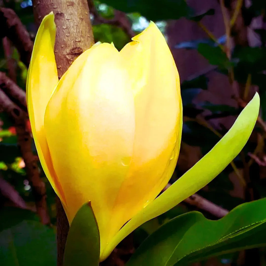 Buy Egg Champa "Yellow" Grafted (Magnolia Liliifera) - Plant Online at Lalitenterprise