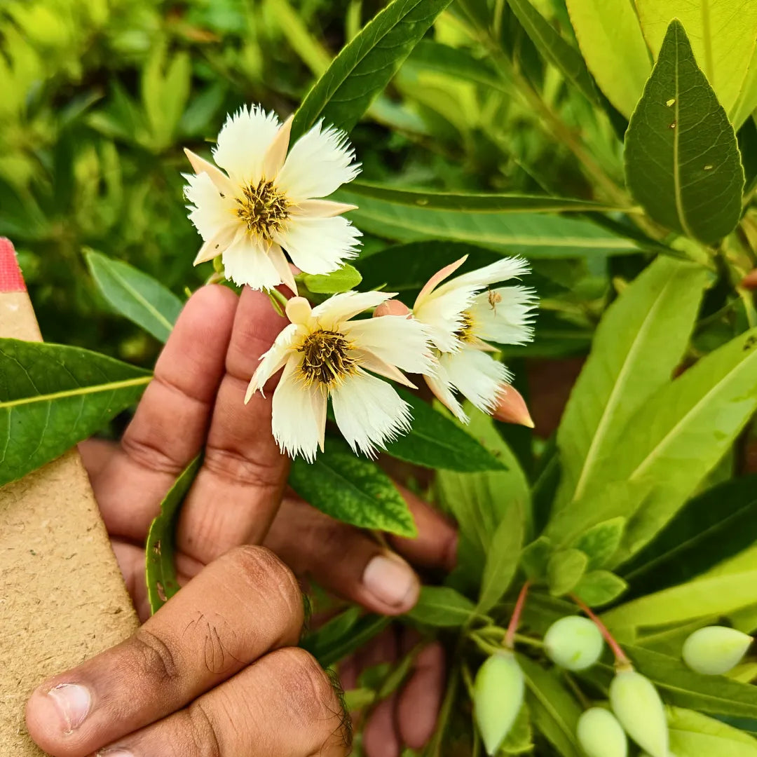 Buy Elaeocarpus Angustifolius (Blue Marble Tree) - Plant Online at Lalitenterprise