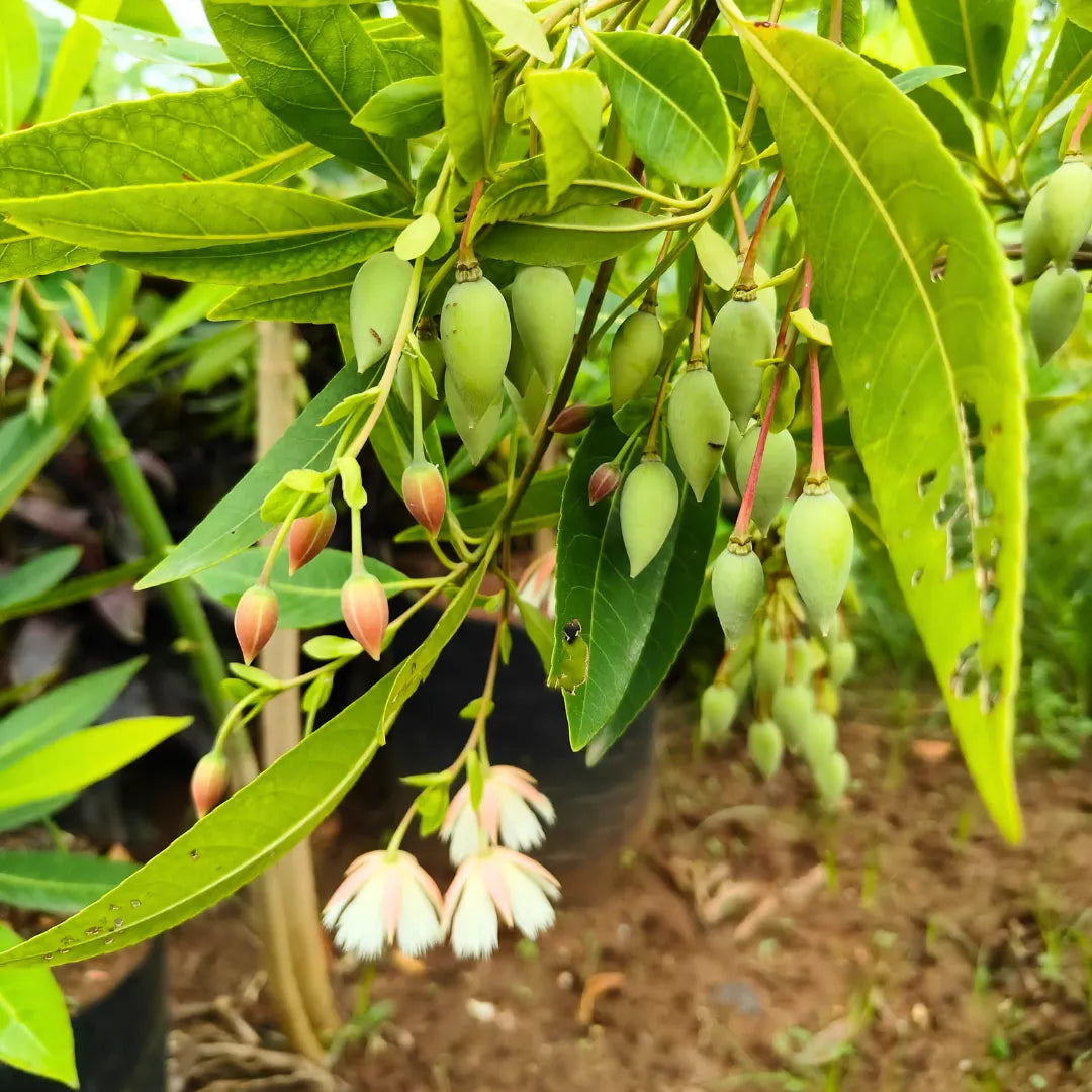 Buy Elaeocarpus Angustifolius - Plant Online at Lalitenterprise