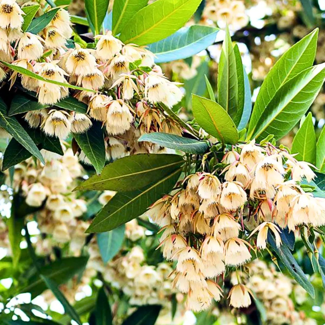 Buy Elaeocarpus Angustifolius - Plant Online at Lalitenterprise