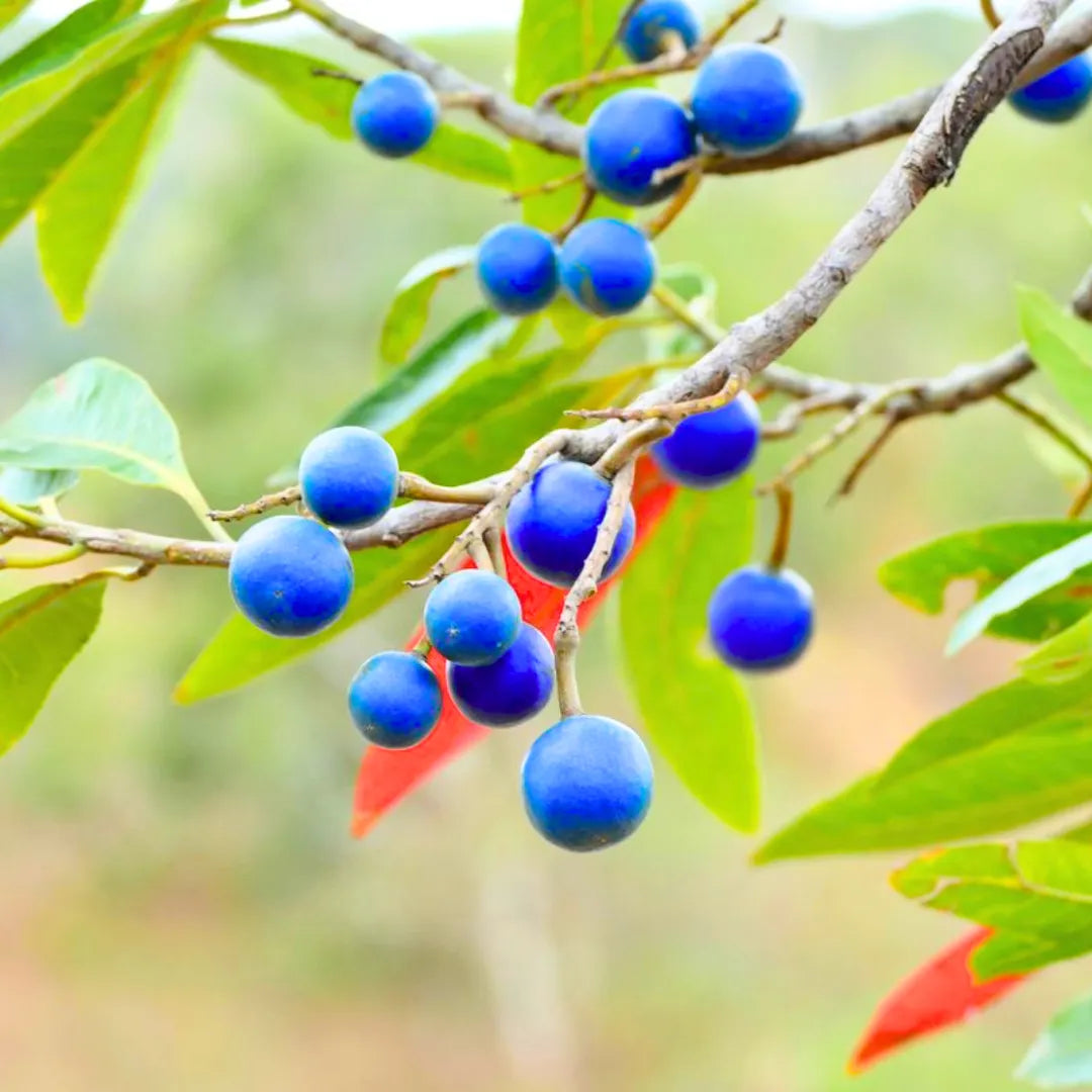 Buy Blue Marble Tree - Plant Online at Lalitenterprise