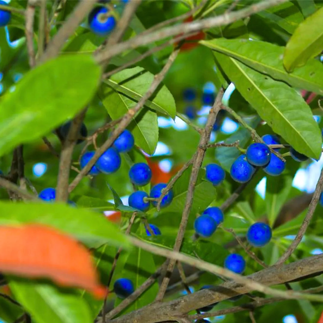 Bu Elaeocarpus Anygustifolius (Blue Marble Tree) - Plant Online at Lalitenterprise