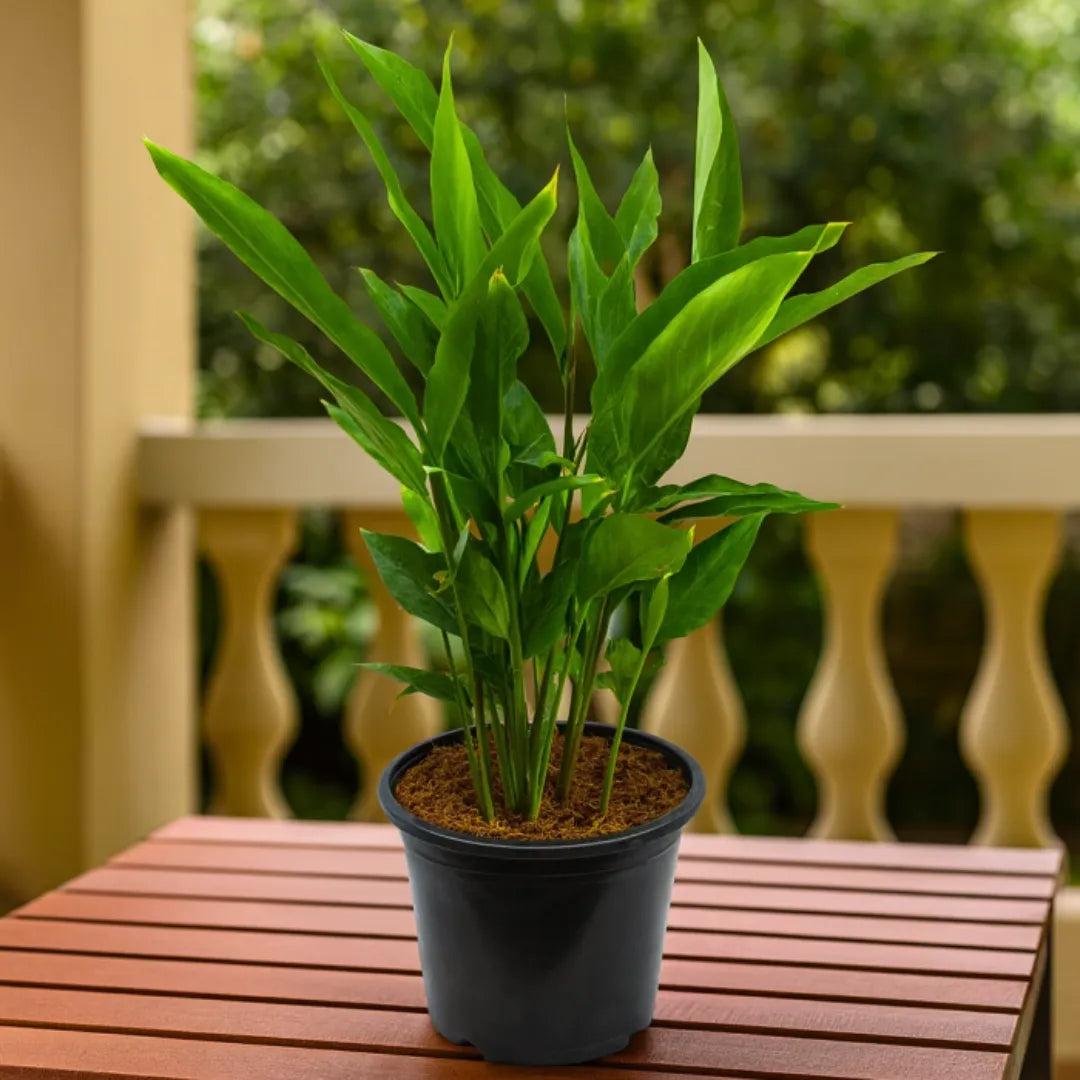 Buy Elettaria Cardamomum - Plant Online at Lalitenterprise