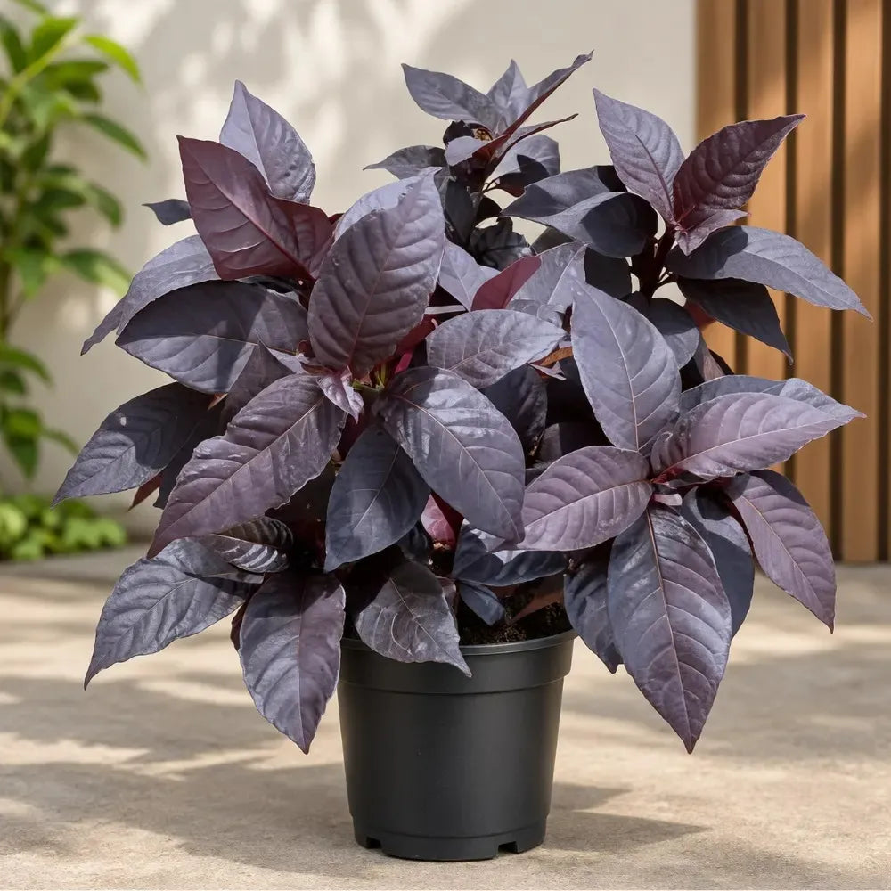 Buy Eranthemum Black Magic - Plant Online at Lalitenterprise