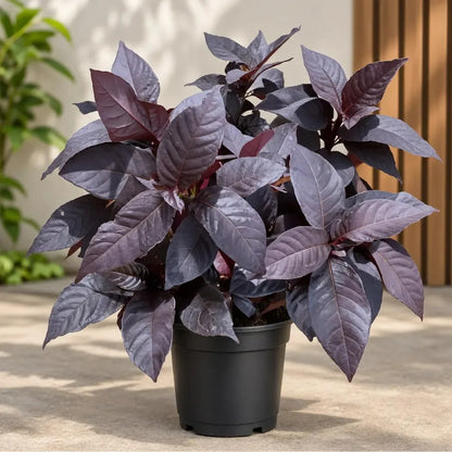 Buy Eranthemum Black Magic - Plant Online at Lalitenterprise