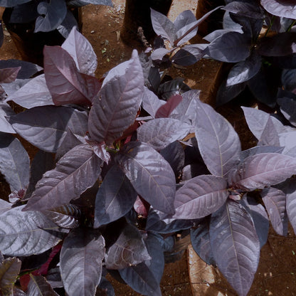 Buy Eranthemum Black Magic - Plant Online at Lalitenterprise