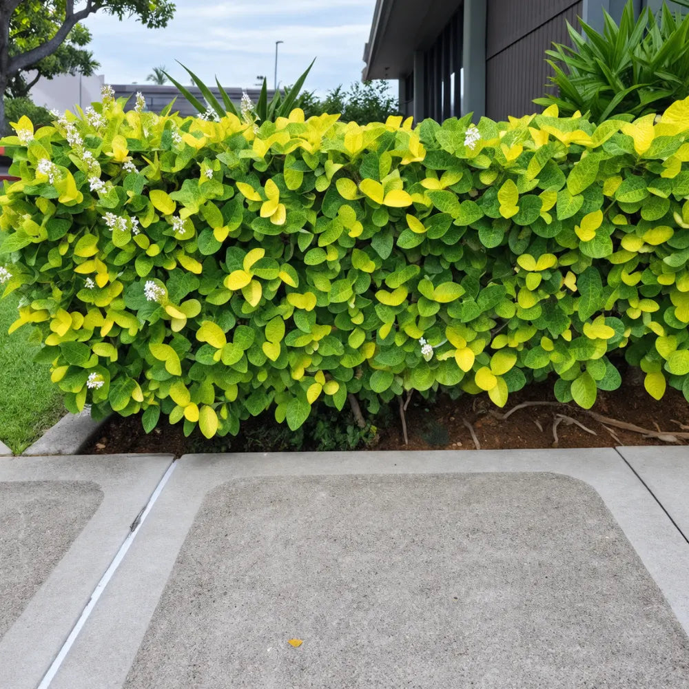 Buy Eranthemum Yellow Veins - Plant Online at Lalitenterprise