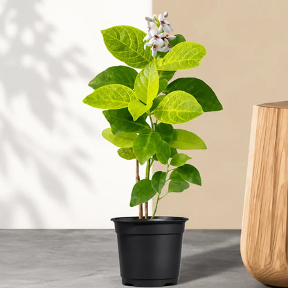 Buy Eranthemum Yellow Veins - Plant Online at Lalitenterprise