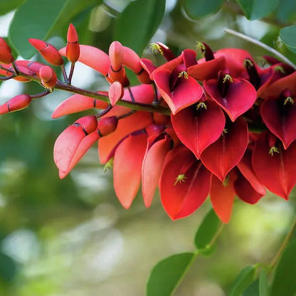 Buy Erythrina Crista-Galli (Cockspur Coral Tree) - Plant Online at Lalitenterprise