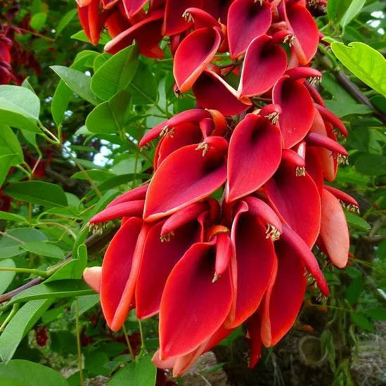 Buy Erythrina Crista-Galli (Cockspur Coral Tree) - Plant Online at Lalitenterprise
