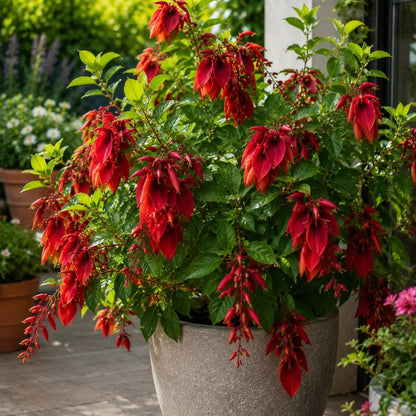 Buy Erythrina Crista-Galli (Cockspur Coral Tree) - Plant Online at Lalitenterprise