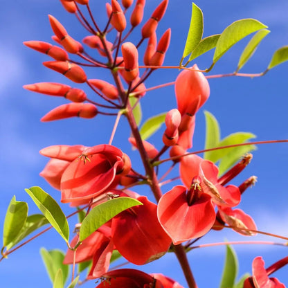 Buy Erythrina Crista-Galli (Cockspur Coral Tree) - Plant Online at Lalitenterprise