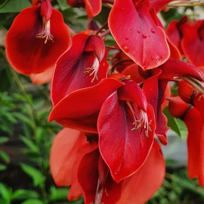 Buy Erythrina Crista-Galli (Cockspur Coral Tree) - Plant Online at Lalitenterprise