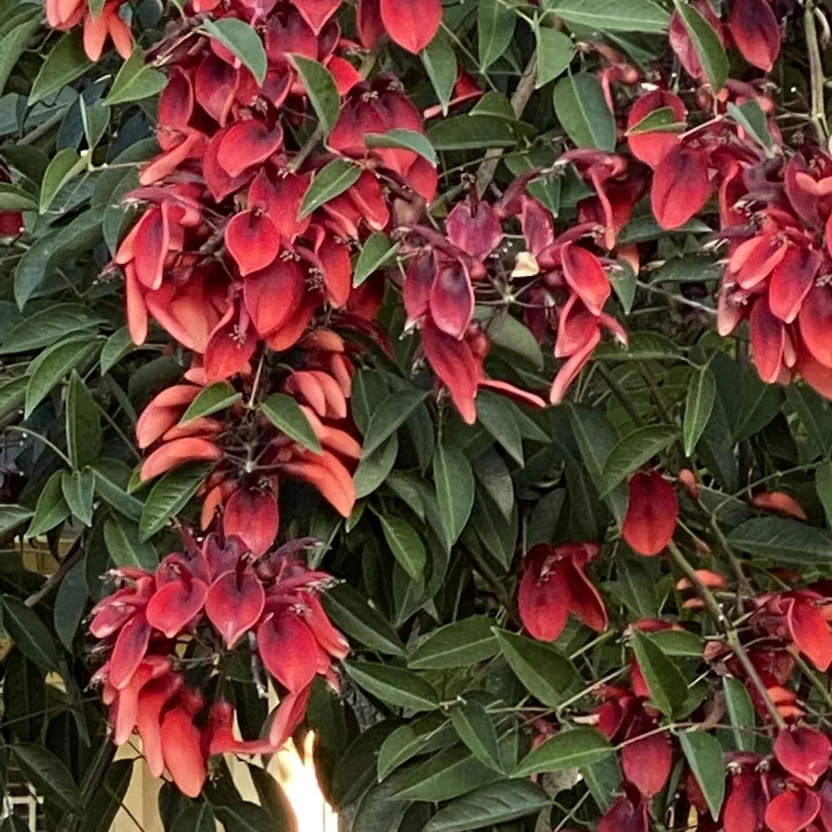 Buy Erythrina Crista-Galli (Cockspur Coral Tree) - Plant Online at Lalitenterprise