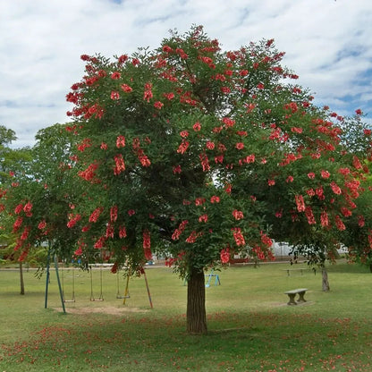 Buy Erythrina Crista-Galli (Cockspur Coral Tree) - Plant Online at Lalitenterprise