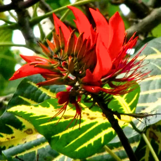Buy Erythrina Variegata (Tiger Claw) Indian Coral Tree - Plant Online at Lalitenterprise